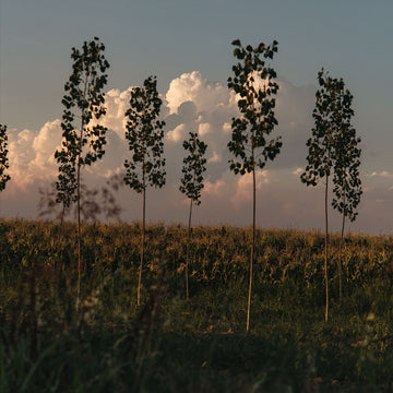 Picture Perfect Trees Painting Scenic Backdrop IBD-24319